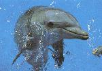 dolphin